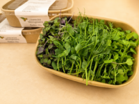 Jemný mix microgreens